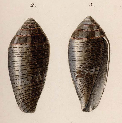 Conus bruguieri  Kiener, 1846 Original Figure Image