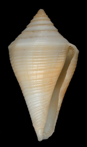 Conus brunneobandatus  Petuch, 1992 Primary Type Image