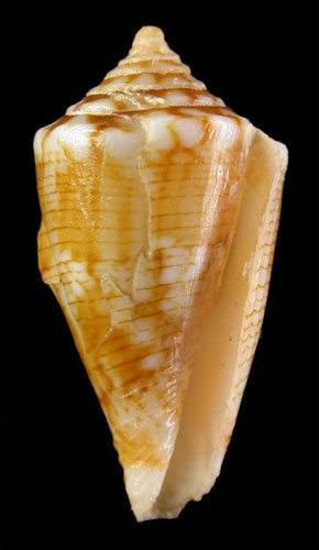 Conus brunneofilaris  Petuch, 1990 Primary Type Image