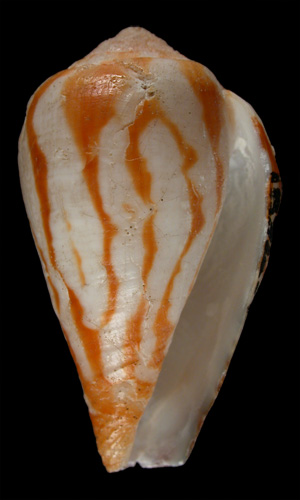 Conus bulbus  Reeve, 1843 Primary Type Image