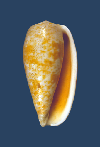 Conus bullatus  Linnaeus, 1758 Primary Type Image