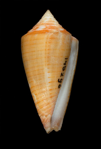 Conus floridanus burryae  Clench, 1942 Primary Type Image