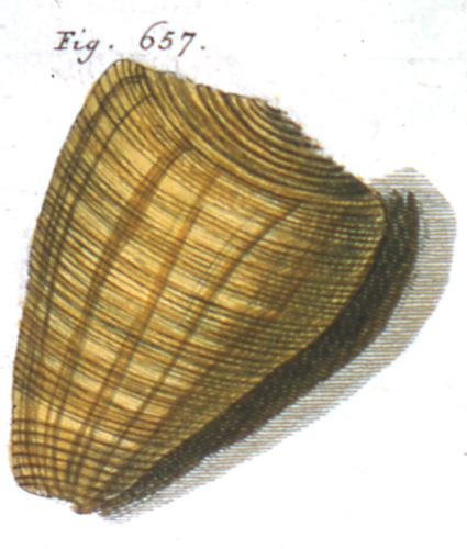 Conus buxeus  Link, 1807 Representation of Lectotype Image