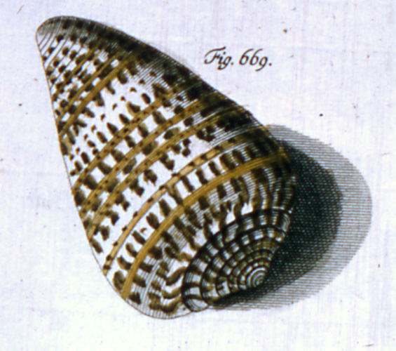 Cucullus byssinus  Röding, 1798 Representation of Lectotype Image