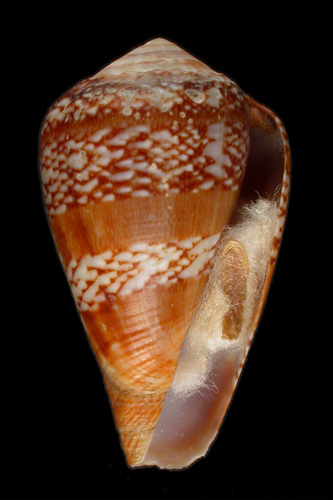 Conus cacao  Ferrario, 1983 Primary Type Image