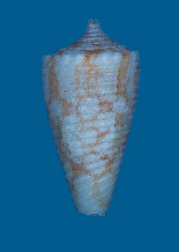 Conus caelatus  A. Adams, 1854 Primary Type Image