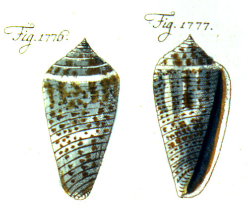 Conus caerulescens  Lamarck, 1810 Representation of Lectotype Image