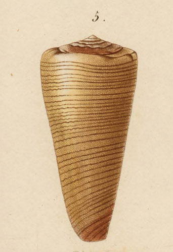 Conus caillaudii  Kiener, 1846 Original Figure Image