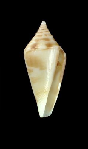 Conus cakobaui  Moolenbeek, Rockel and Bouchet, 2008 Primary Type Image