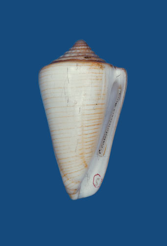 Conus caledonicus  Hwass in Bruguière, 1792 Primary Type Image