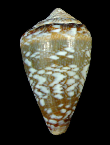 Conus navarroi calhetae  Rolán, 1990 Primary Type Image