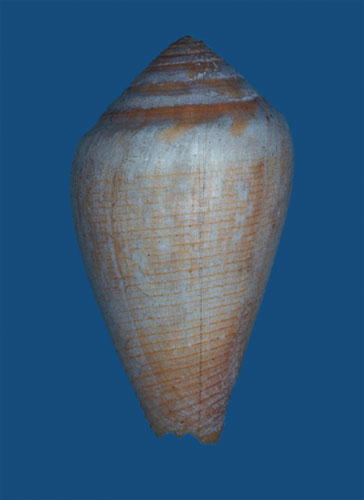 Conus californicus  Reeve, 1844 Primary Type Image