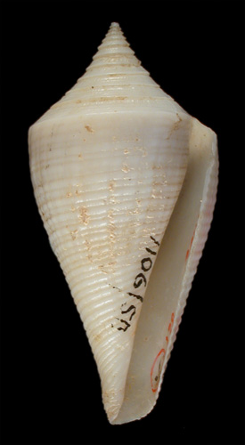 Conus cancellatus  Hwass in Bruguière, 1792 Primary Type Image