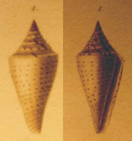 Conus candidus  Kiener, 1847 Representation of Holotype Image