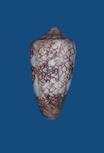 Conus canonicus  Hwass in Bruguière, 1792 Primary Type Image