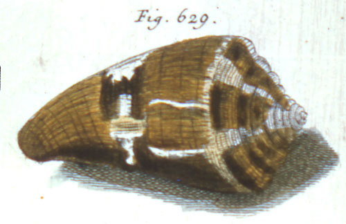 Cucullus canonicus  Röding, 1798 Representation of Lectotype Image