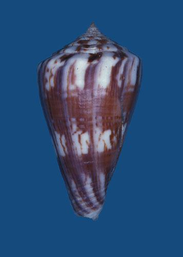 Conus capitanellus  Fulton, 1938 Primary Type Image