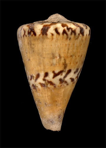 Conus capitaneus  Linnaeus, 1758 Primary Type Image