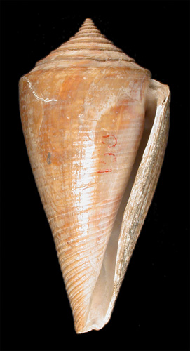 Conus capricorni  Van Mol.Tursch & Kempf, 1967 Primary Type Image