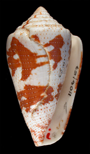 Conus cedonulli caracanus  Hwass in Bruguière, 1792 Primary Type Image