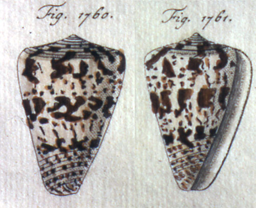 Conus caracteristicus  G. Fischer, 1807 Representation of Lectotype Image