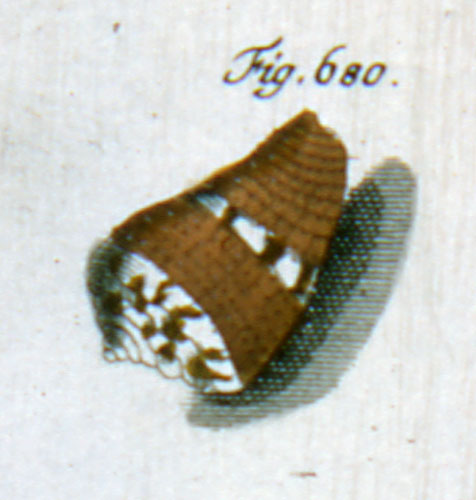 Conus cardinalis  Hwass in Bruguière, 1792 Representation of Lectotype Image