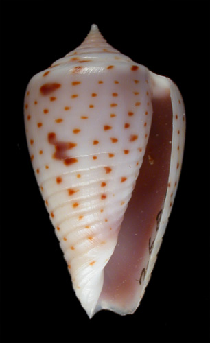 Conus puncticulatus cardonensis  Vink, 1990 Primary Type Image