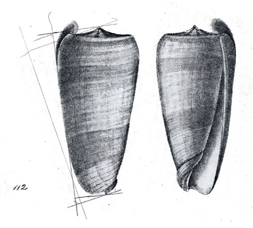 Conus carinatus  Swainson, 1822 Representation of Holotype Image