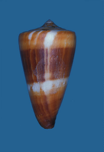 Conus carpenteri  Crosse, 1865 Primary Type Image