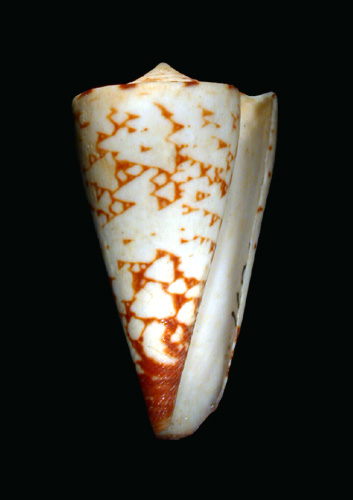 Conus castrensis  Gould, 1842 Primary Type Image