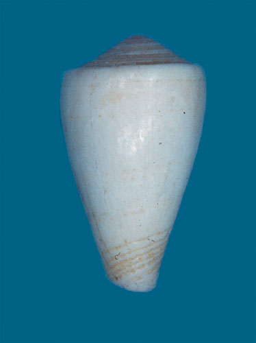 Conus castus  Reeve, 1844 Primary Type Image