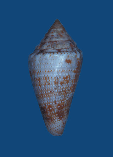 Conus catenatus  Sowerby iii, 1879 Primary Type Image