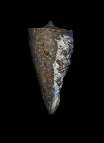 Conus catenulatus  J. de C. Sowerby, 1840 Primary Type Image