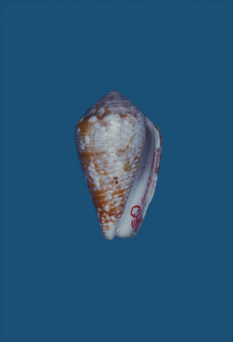 Conus catus  Hwass in Bruguière, 1792 Primary Type Image