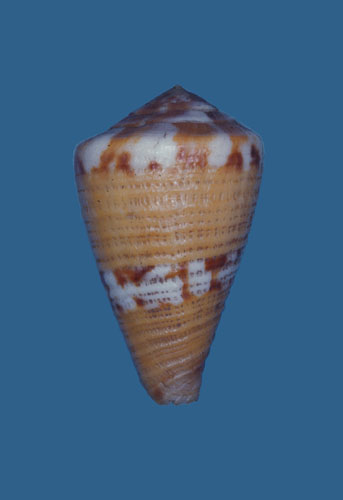 Conus ceciliae  Crosse, 1858 Primary Type Image