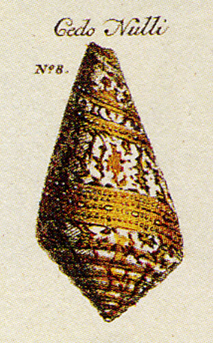 Conus cedonulli  Linnaeus, 1767 Representation of Lectotype Image