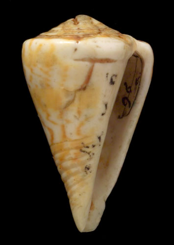 Conus centurio  Born, 1778 Primary Type Image