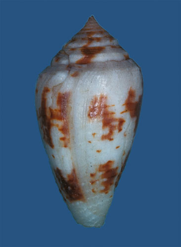 Conus cerinus  Reeve, 1848 Primary Type Image