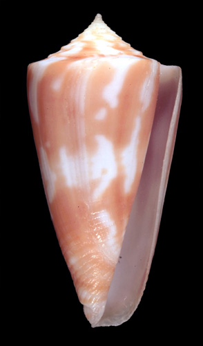 Conus ceruttii  Cargile, 1997 Primary Type Image