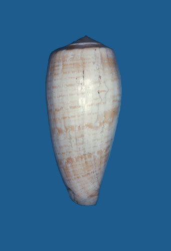 Conus cervus  Lamarck, 1822 Primary Type Image