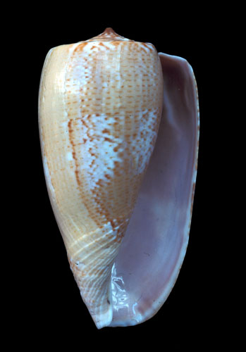 Conus cervus  Sowerby i, 1838 Primary Type Image