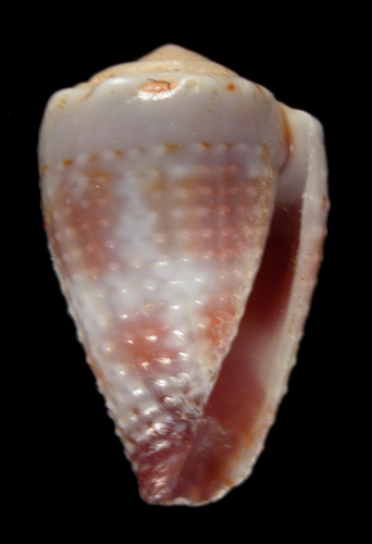 Conus ceylanensis  Hwass in Bruguière, 1792 Primary Type Image