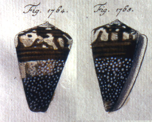 Conus chemnitzii  Dillwyn, 1817 Representation of Lectotype Image