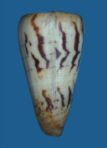 Conus chenui  Crosse, 1857 Primary Type Image