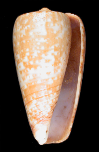 Conus chiapponorum  Lorenz, 2004 Primary Type Image