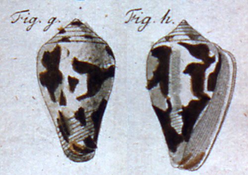 Cucullus chinensis  Röding, 1798 Representation of Lectotype Image