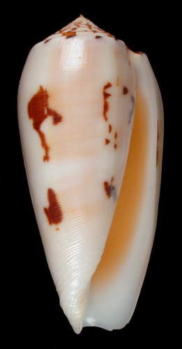 Conus chusaki  da Motta, 1978 Primary Type Image