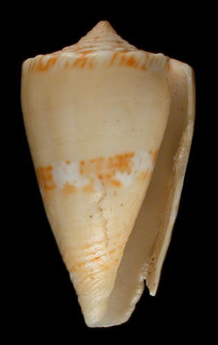 Conus cidaris  Kiener, 1846 Primary Type Image