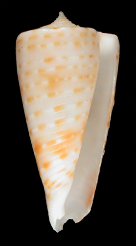 Conus ciderryi  da Motta, 1985 Primary Type Image