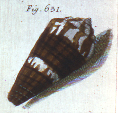 Cucullus cinamomeus  Röding, 1798 Representation of Lectotype Image